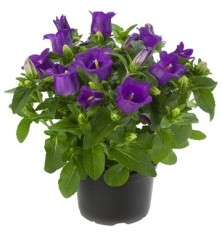 CAMPANULA FLOR GRANDE M12 MIX COLORES