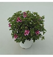 GERANIO RANDI MACETA 15CM