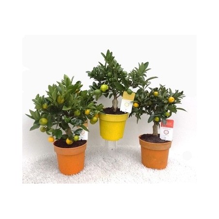 CITRICOS ENANOS VARIADOS ALTO 30CM Y MACETA 15CM