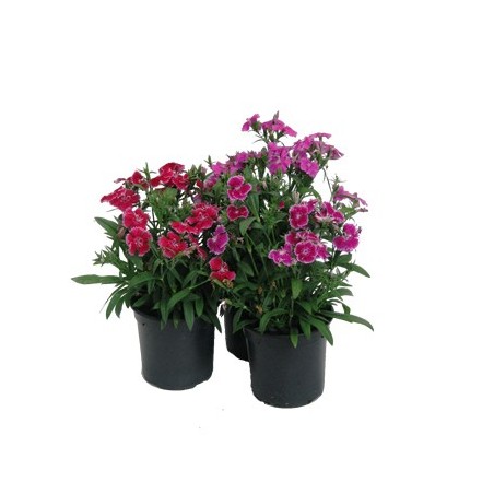 CLAVEL CHINENSIS TELSTAR MACETA11CM