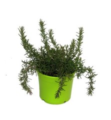 ROMERO RASTRERO PRODUCTO NATURAL MACETA 10,5CM