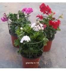 GITANILLA MACETA 14CM VARIOS COLORES