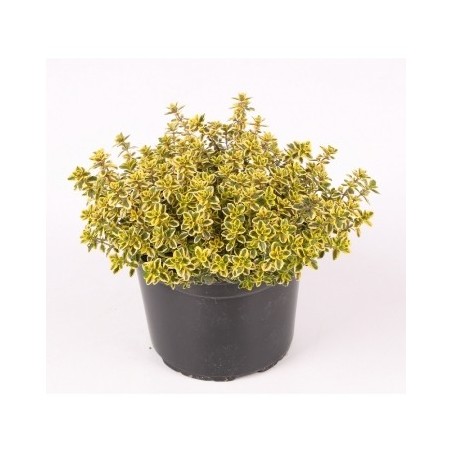 TOMILLO LIMONERO MACETA 11CM