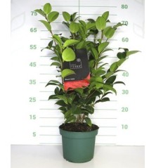 CAMELIA ALTO 60/80 Y MACETA 5L