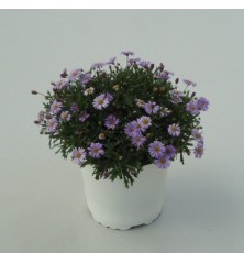 BRACHYCOME MACETA 15CM