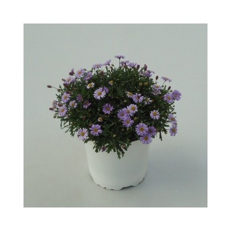 BRACHYCOME MACETA 15CM