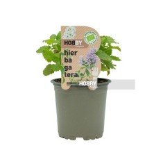 HIERBA GATERA NEPETA CATARIA ECOLOGICA MACETA 11CM