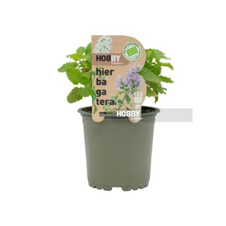 HIERBA GATERA NEPETA CATARIA ECOLOGICA MACETA 11CM