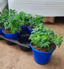 RUDA PRODUCTO NATURAL MACETA 14CM