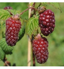 TAYBERRY MORA Y FRAMBUESA MACETA 2L