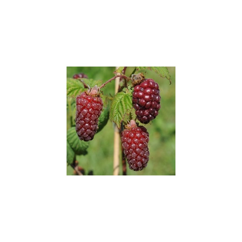 TAYBERRY MORA Y FRAMBUESA MACETA 2L