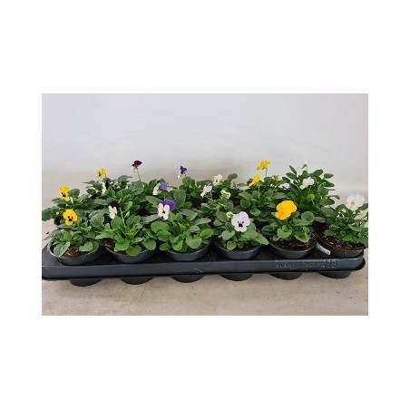 VIOLA CORNUTA MACETA 11CM