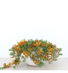 LOTUS COLGANTE MACETA 1,6 L