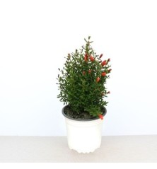 GRANADO ENANO DECORATIVO MACETA 15CM