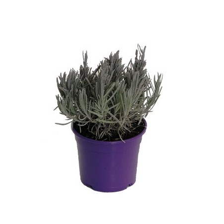 LAVANDA ECOLOGICA MACETA 11CM