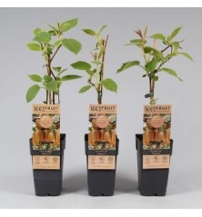 KIWI HAYWARD HEMBRA M2L