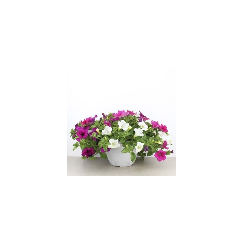 COMPOSICION PETUNIA TARRINA 3,6L