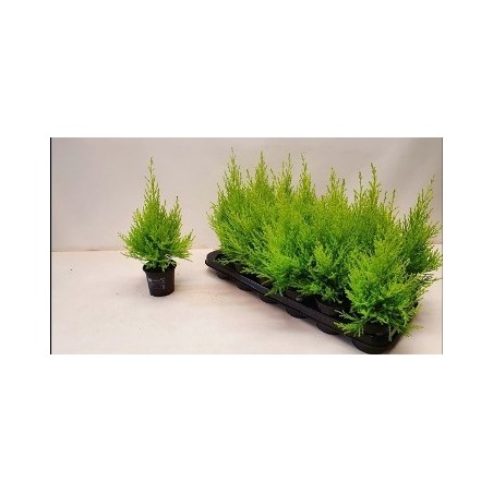 CIPRES AMARILLO WILMA  ALTO 25CM MACETA 10,5CM