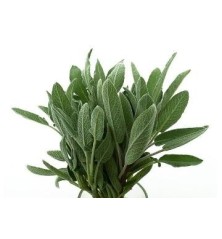 SALVIA ECOLOGICA MACETA 11CM