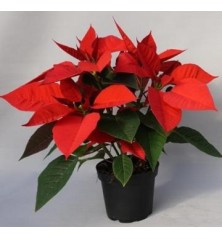 FLOR DE PASCUA MACETA 10.5CM