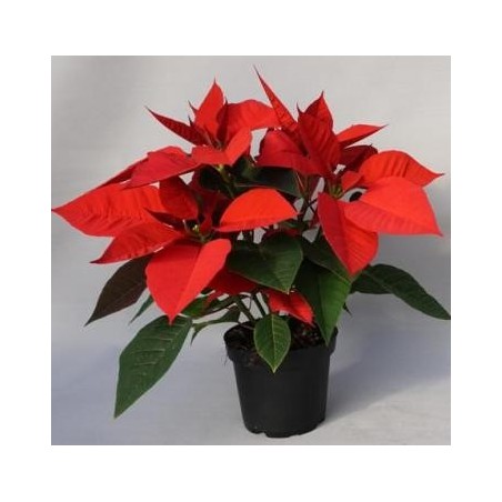 FLOR DE PASCUA MACETA 10.5CM