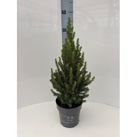 PICEA GLAUCA CONICA 40CM ALTO Y MACETA 15CM