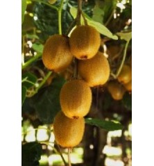 KIWI AMARILLO HEMBRA MACETA 2 LITROS