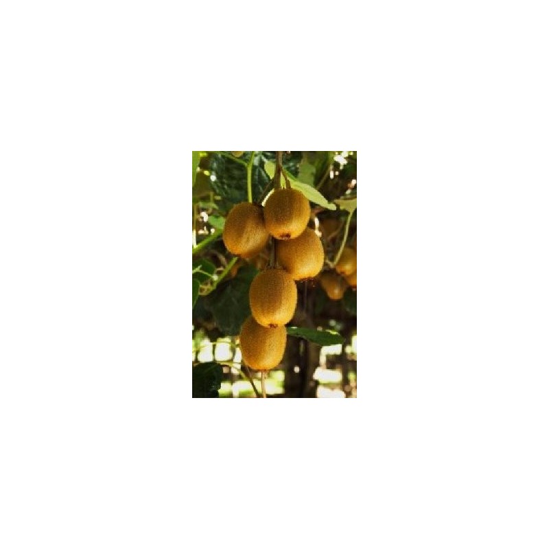 KIWI AMARILLO HEMBRA MACETA 2 LITROS