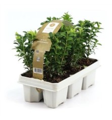 BOJ EN PACK DE 6 PLANTAS PEQUEÑAS