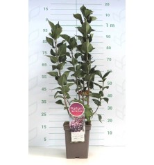 LILO ALTO 40/60 Y MACETA CUADRADA 5L