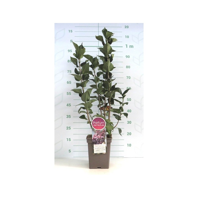 LILO ALTO 40/60 Y MACETA CUADRADA 5L