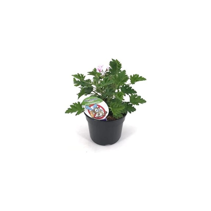 GERANIO ANTIMOSQUITOS MACETA 14CM