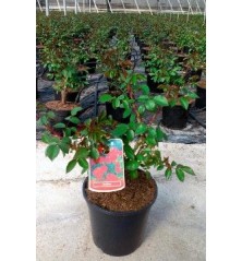 ROSAL SEVILLANA MACETA 17CM