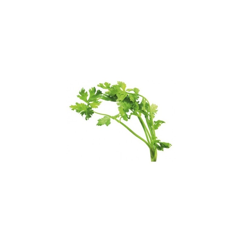 CILANTRO ECOLOGICO MACETA 11CM