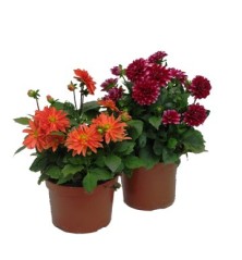 DALIA ESQUEJE C 2,5 LT