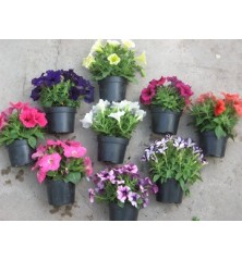 POTUNIA/GOTUNIA MACETA 14CM