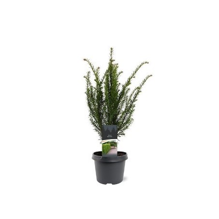 TEJO BACCATA MACETA 19CM