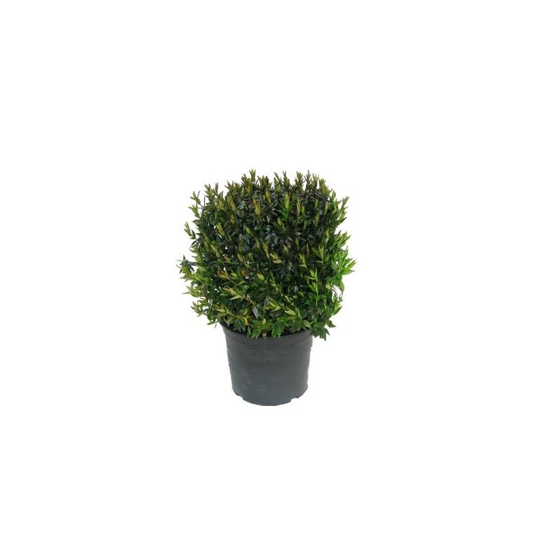 ABELIA GRANDIFLORA MACETA 2,5L