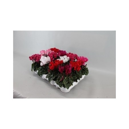 CYCLAMEN MINI MACETA 8CM