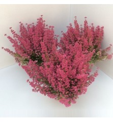 ERICA GRACILIS ROJA  ALTO 15CM Y MACETA 12CM