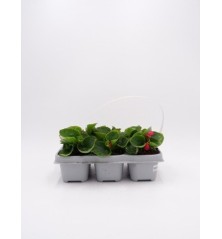 BEGONIA PACK DE 6 UDS VARIOS COLORES