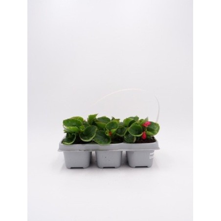 BEGONIA PACK DE 6 UDS VARIOS COLORES