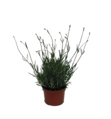 LAVANDA MACETA 18CM