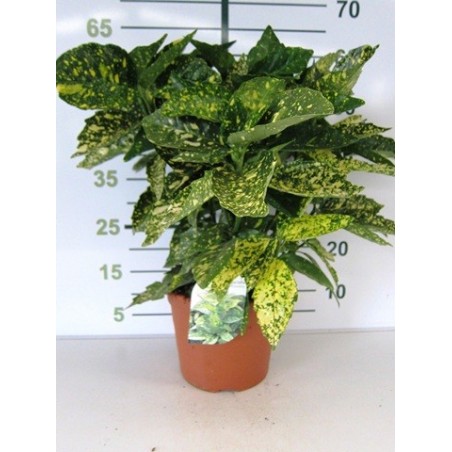 AUCUBA JAPONICA CROT. ALTO 40/50CM Y MACETA 5L