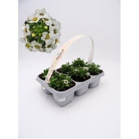 ALISUM PACK DE 6 UDS VARIOS COLORES