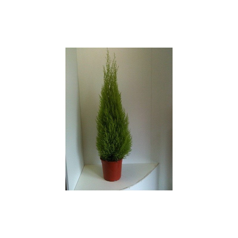 CIPRES AMARILLO WILMA  ALTURA 80CM MACETA 24CM