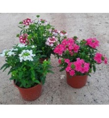 VERBENA VARIOS COLORES MACETA 12CM