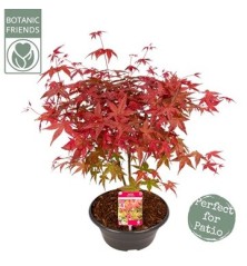 ACER PALMATUM BENI MAIKO TARRINA 23CM