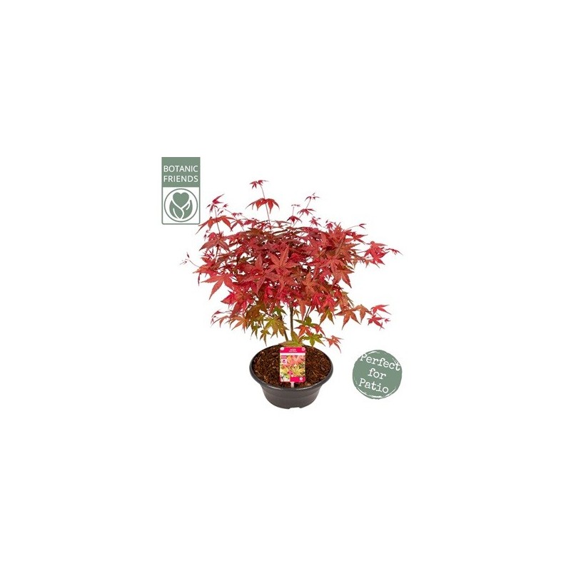 ACER PALMATUM BENI MAIKO TARRINA 23CM