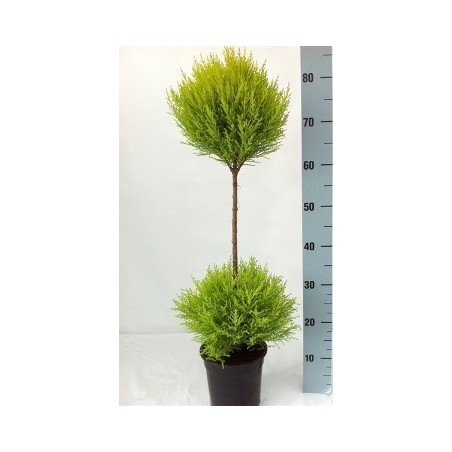 CIPRES AMARILLO WILMA DOBLE BOLA 70CM MACETA 17CM